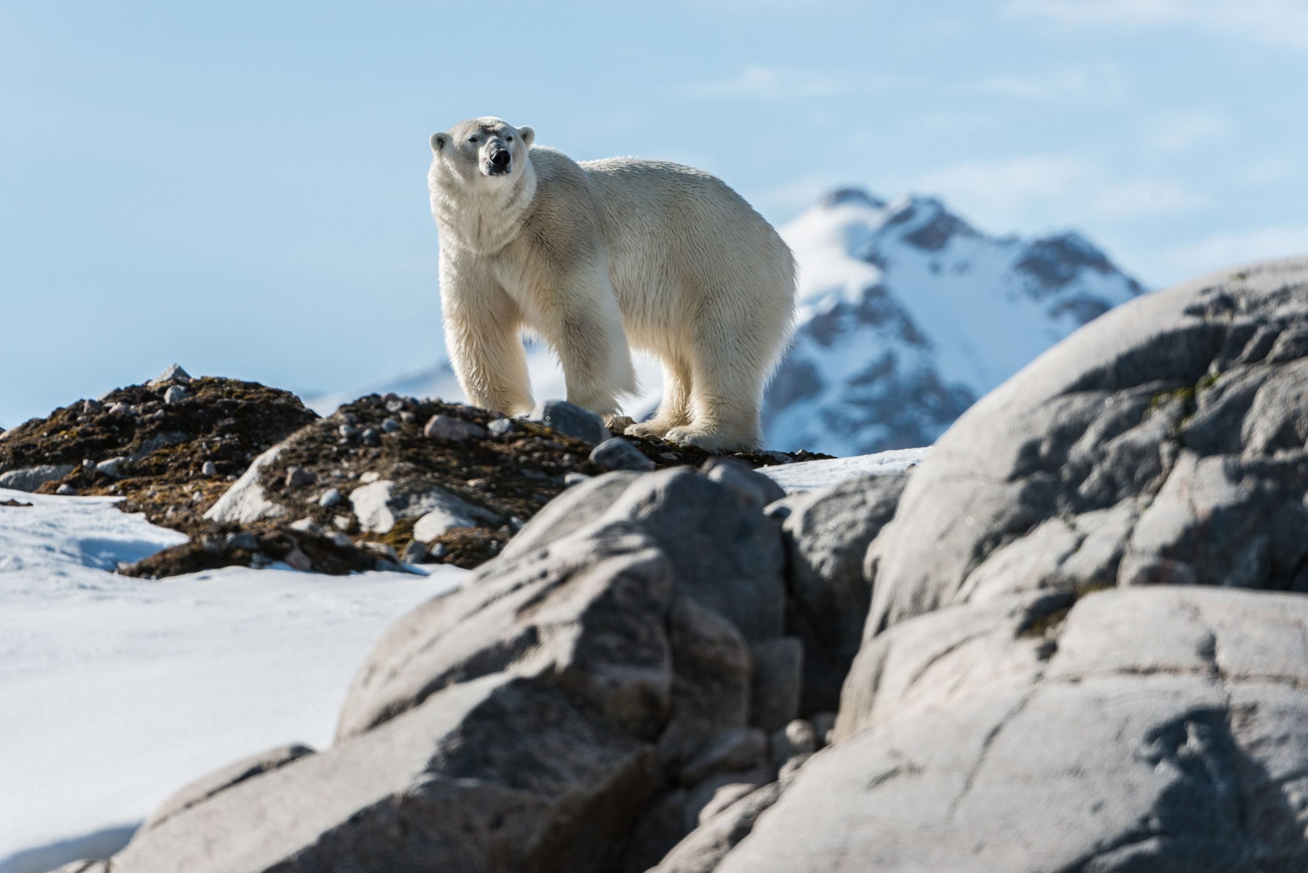 A polar bear looks out over Svalbard.