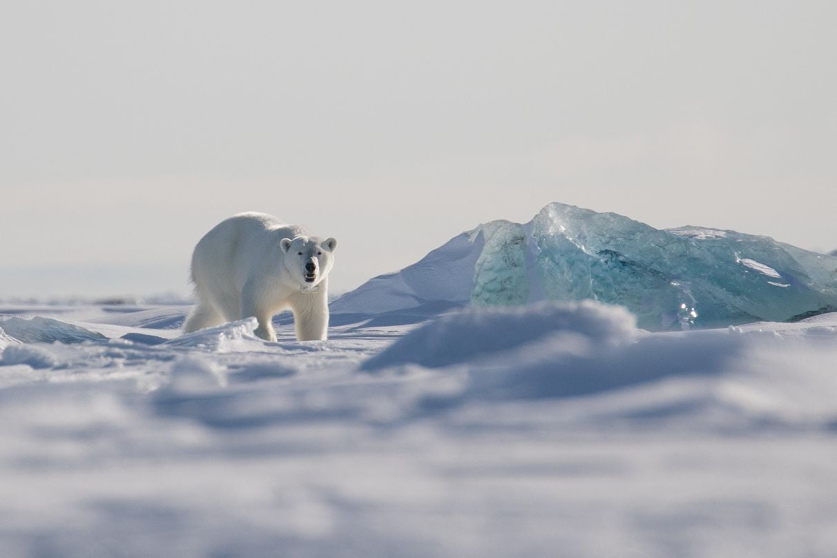 polar bear hunting svalbard