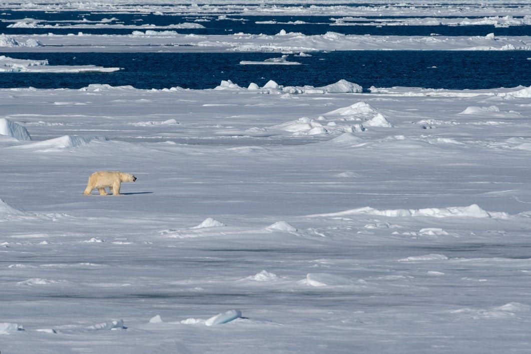 Polar bears on Svalbard adventure