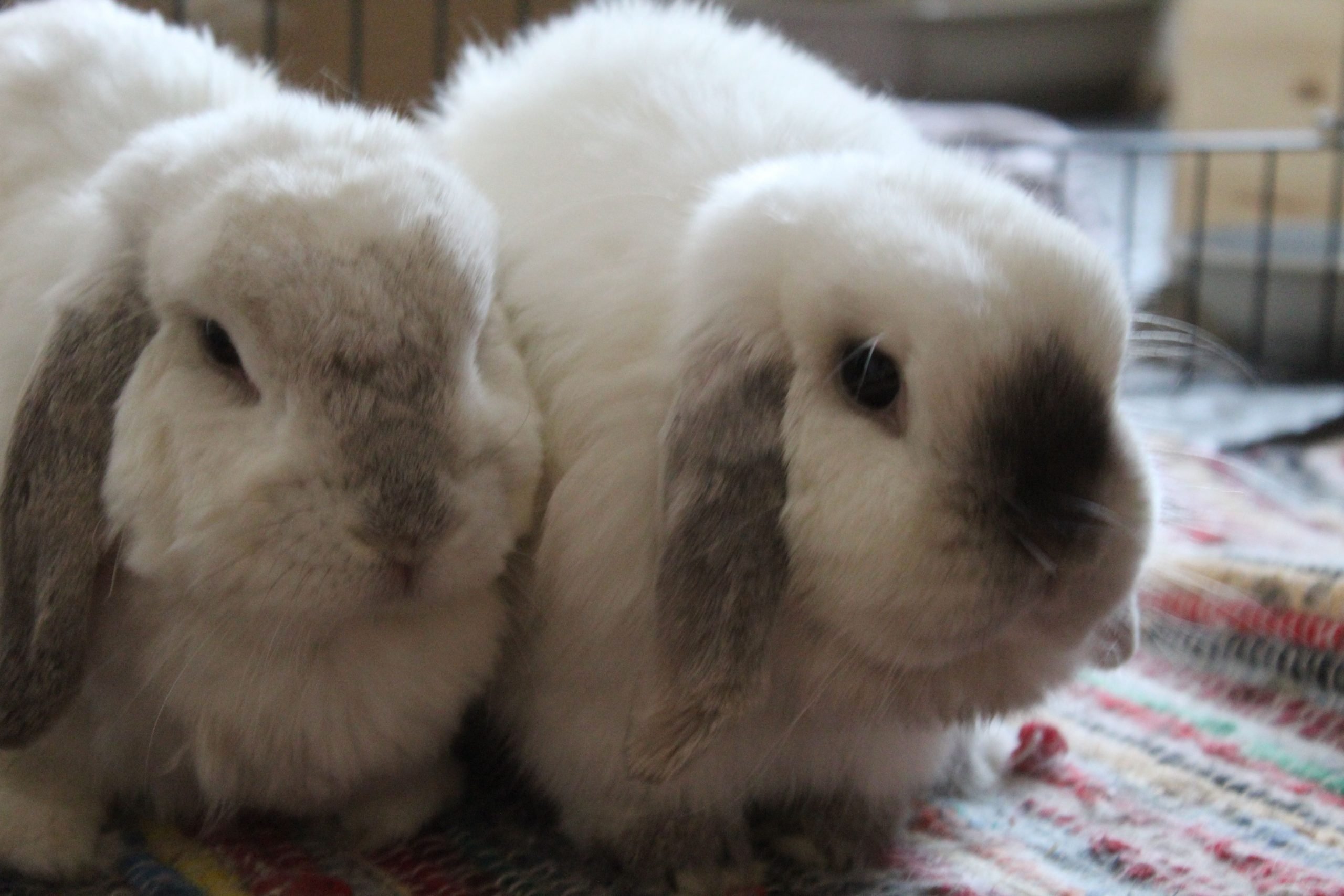 Two house rabbits.