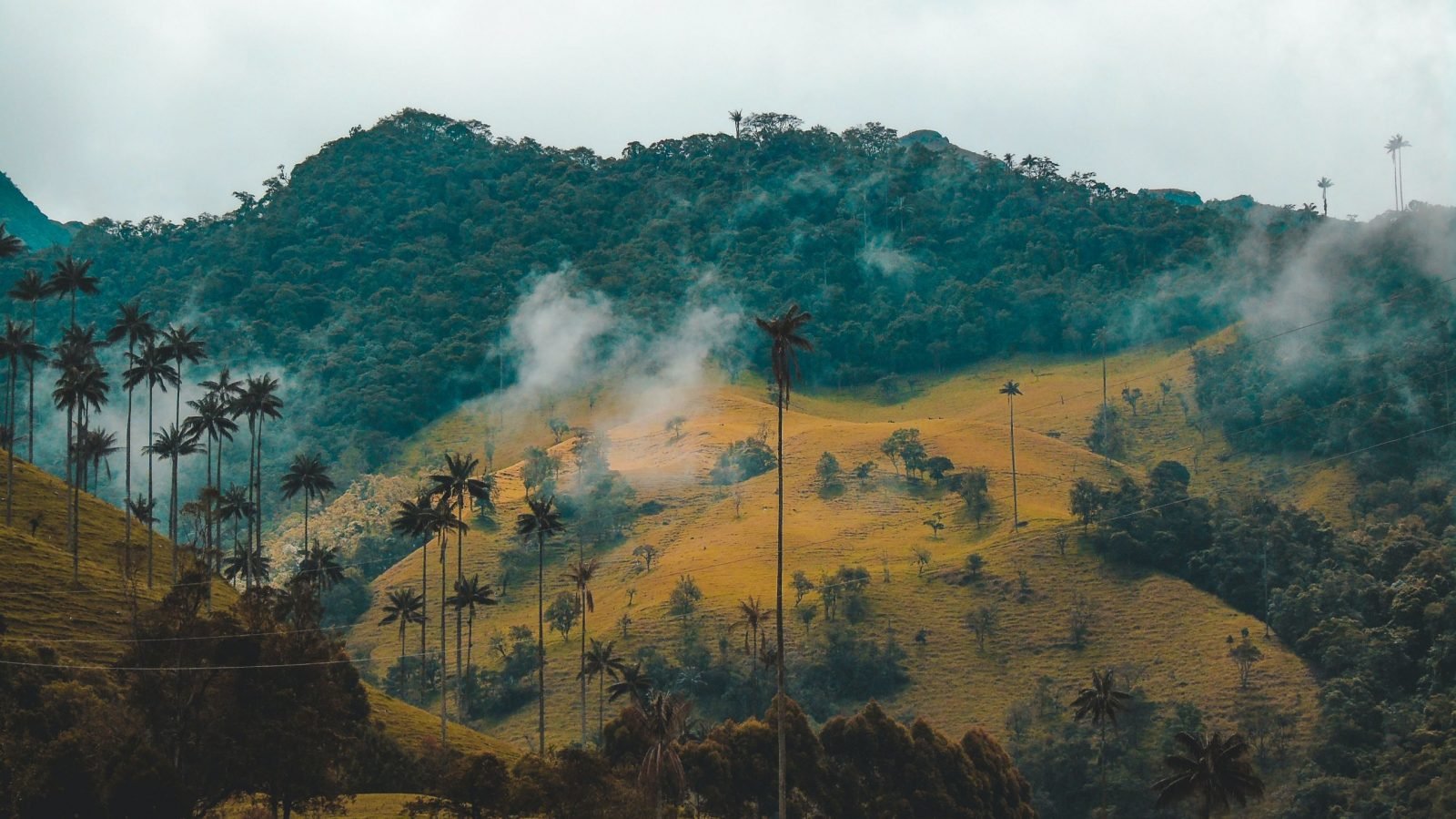 Cocora Valley, Colombia, with wax palms in the foreground.