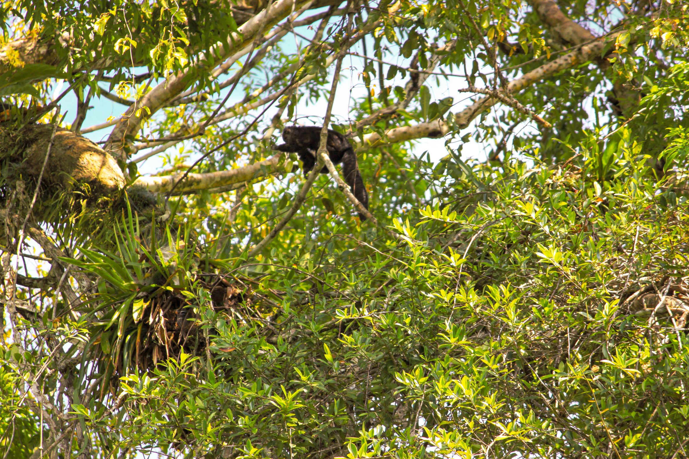 A picture of a wild monkey in a tree in Laticia, Colombia