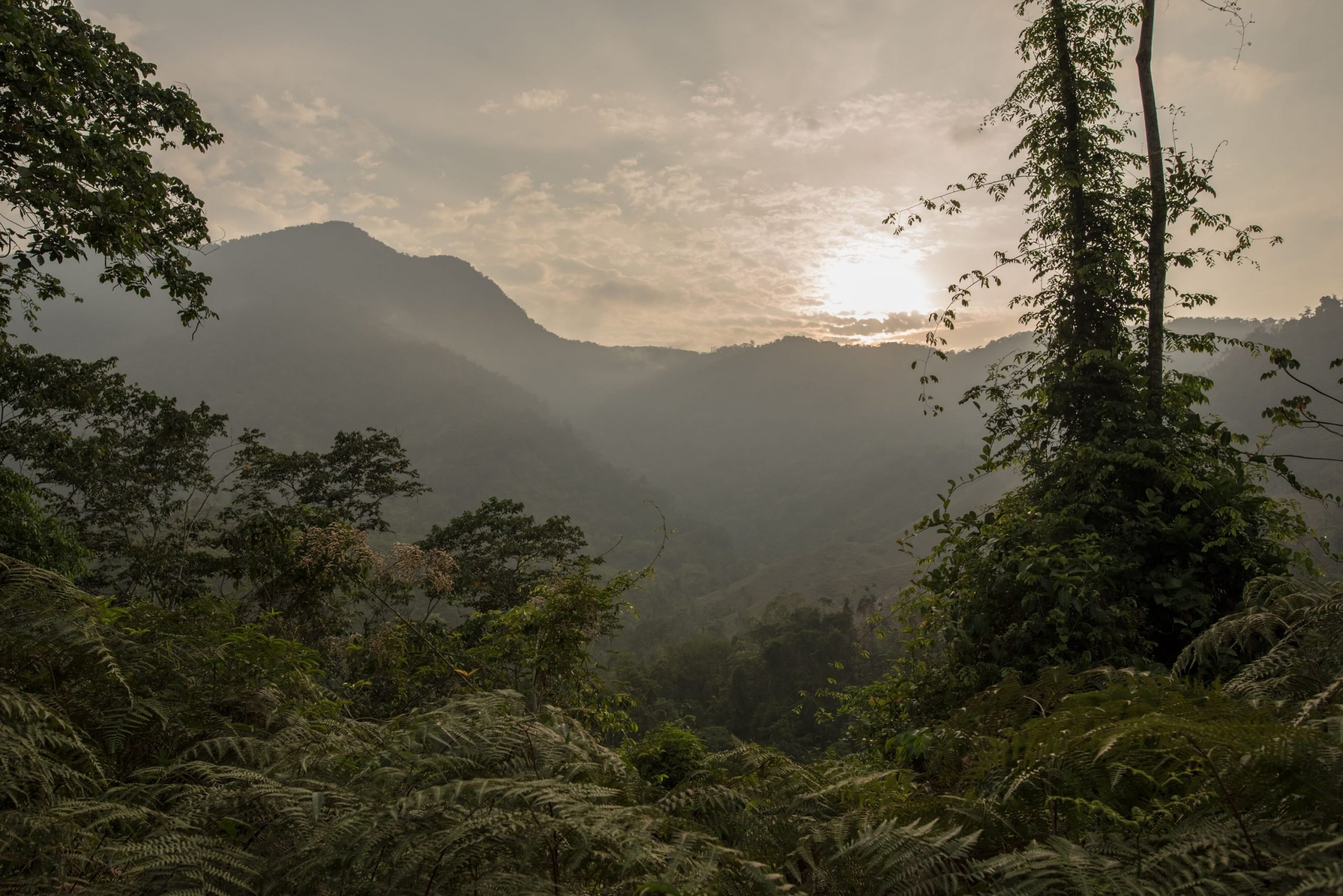 A view of mountains and rainforest while on the Ciudad Perdida trail in Colombia.