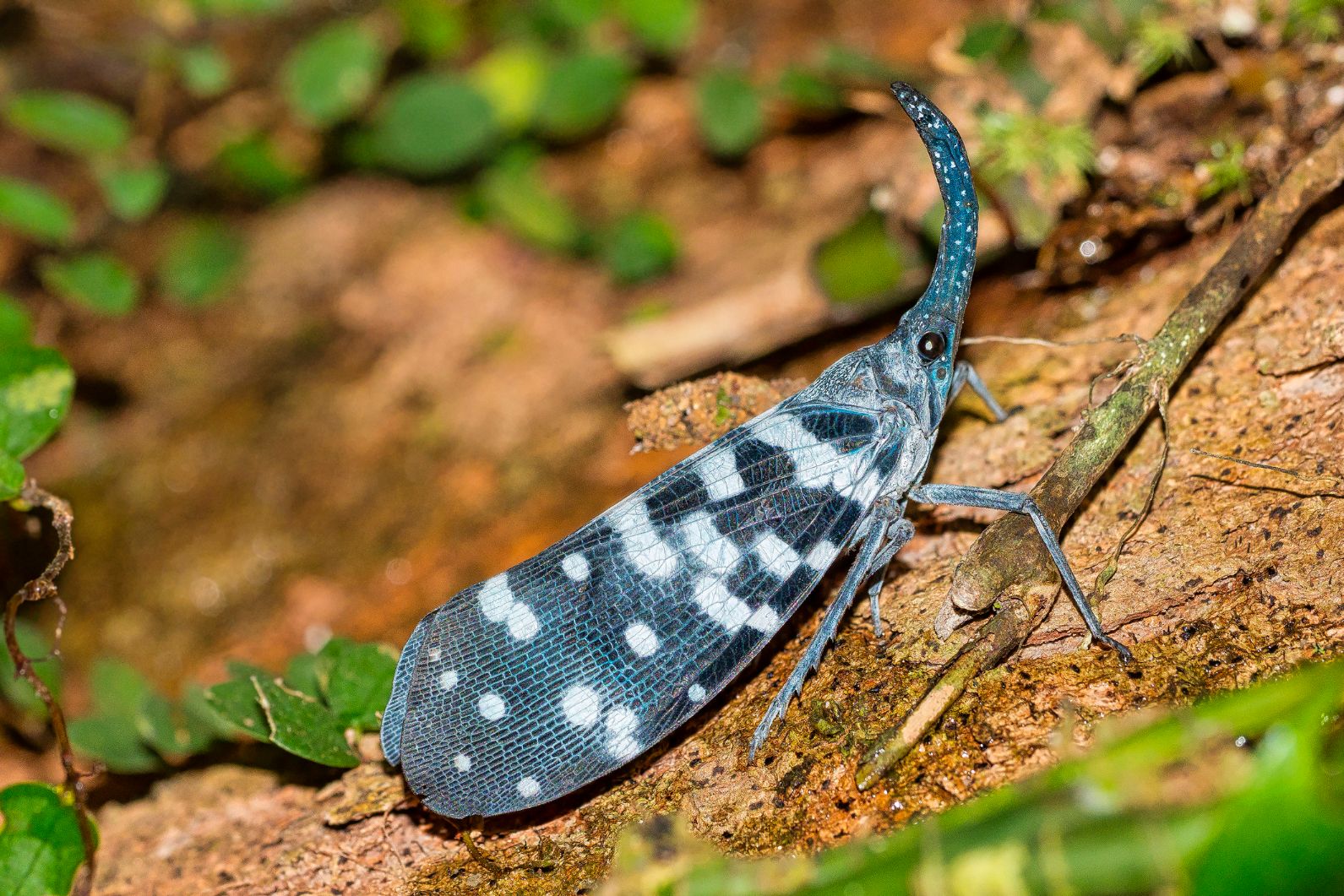A blue lantern bug, in Sri Lanka's Sinharaja National Park