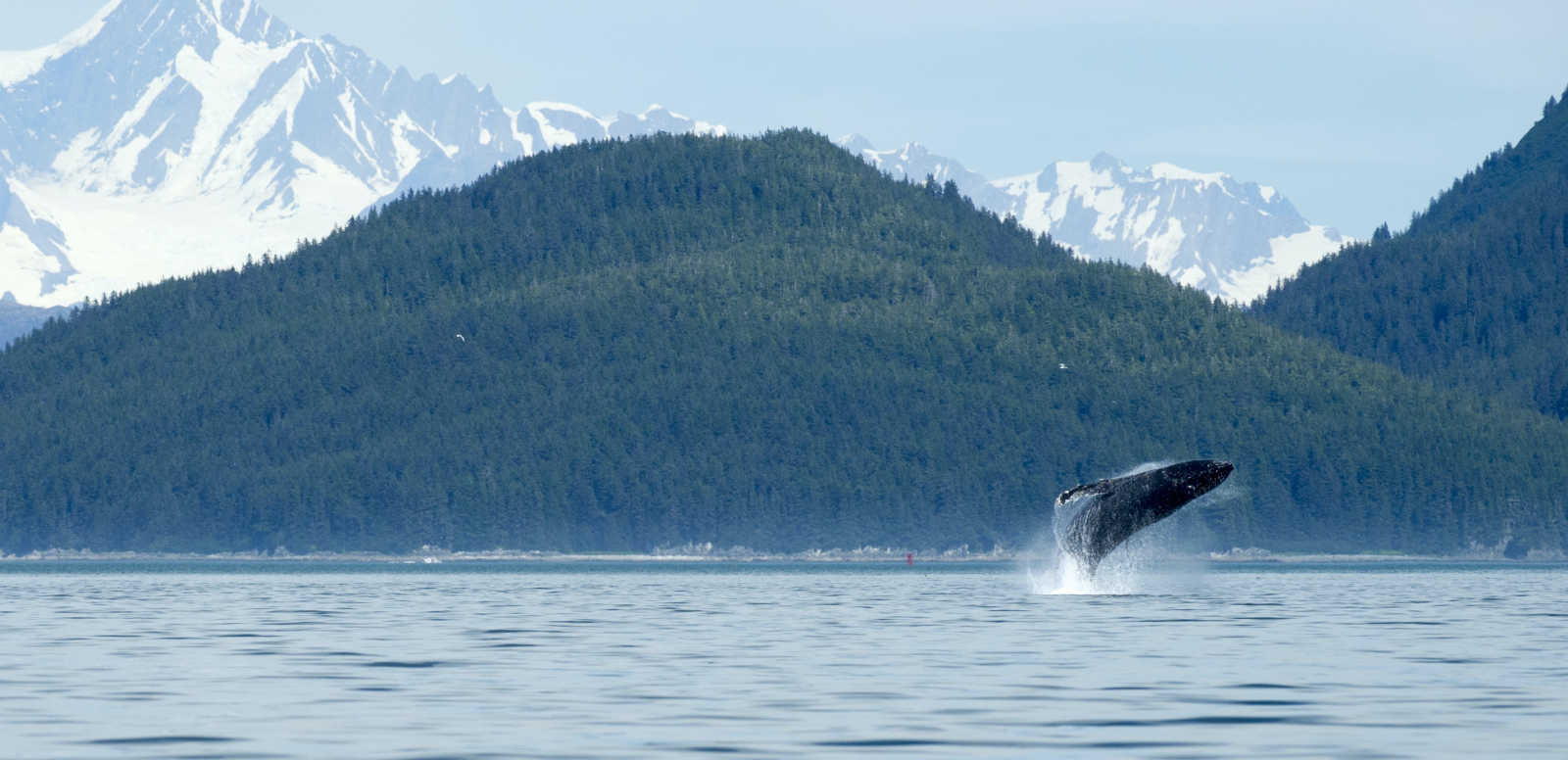A whale curves out of the water in the Alaskan wilderness.