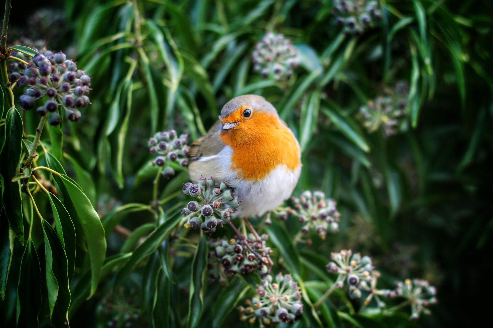 A colourful robin.