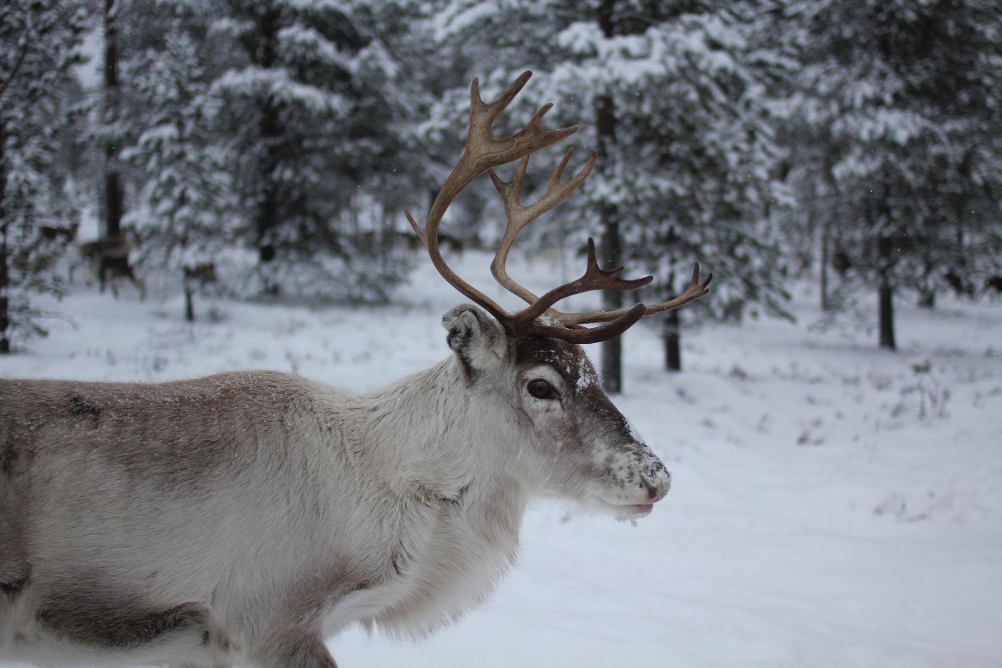 A free-range reindeer, thriving in the Scottish Highlands.