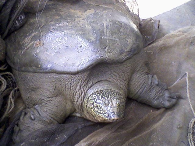 The Swinhoe softshell turtle.