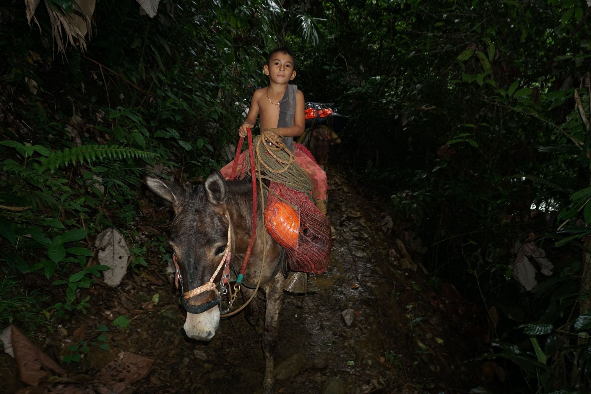 A young boy riding a mule in the Colombian rainforest