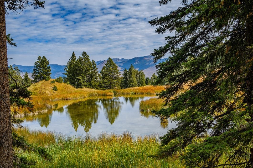 A beautiful early fall scene with blue sky, clouds and the colours of fall highlighted by a beaver pond at Yellowstone