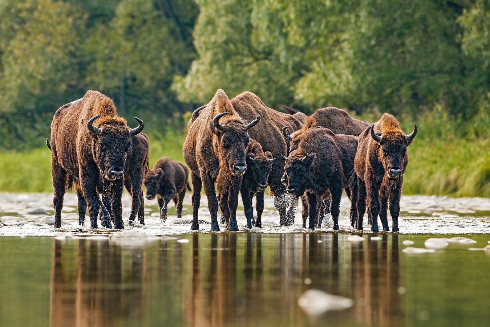 A herd of European bison standing in the shallows of a lake.