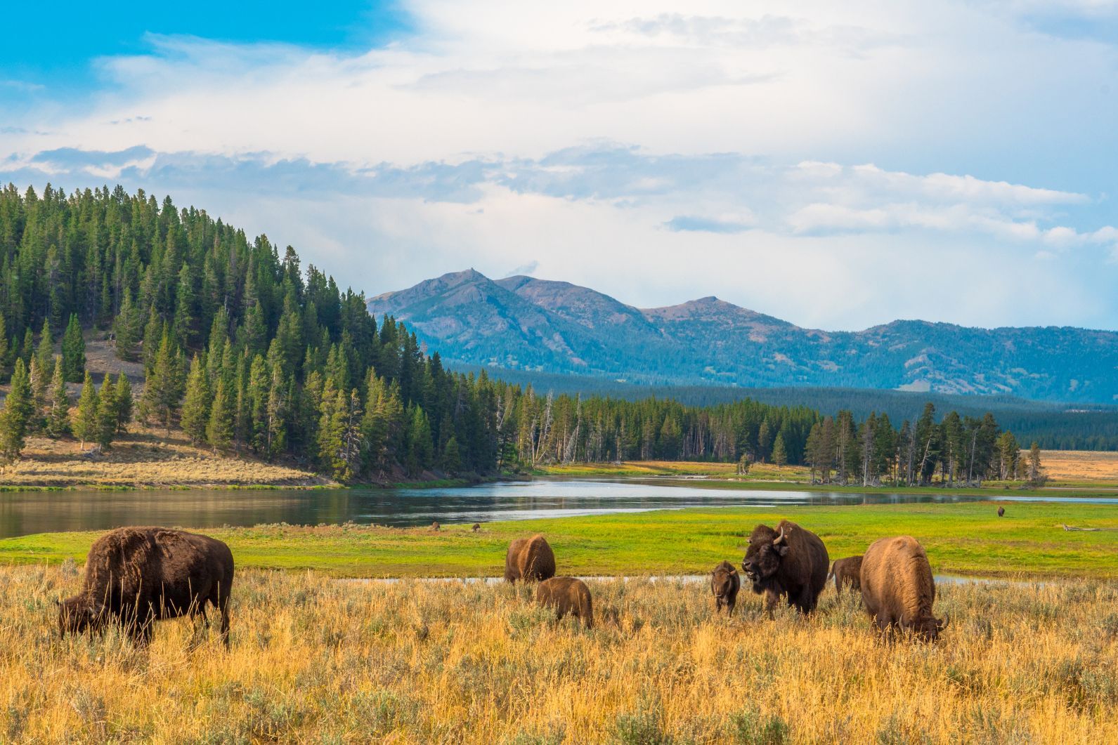 Buffalos grazing at Hayden Valley in Yellowstone National Park, Wyoming