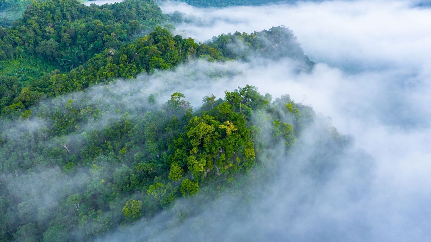 Mist descends over a mountainous forest, full of lush greenery.