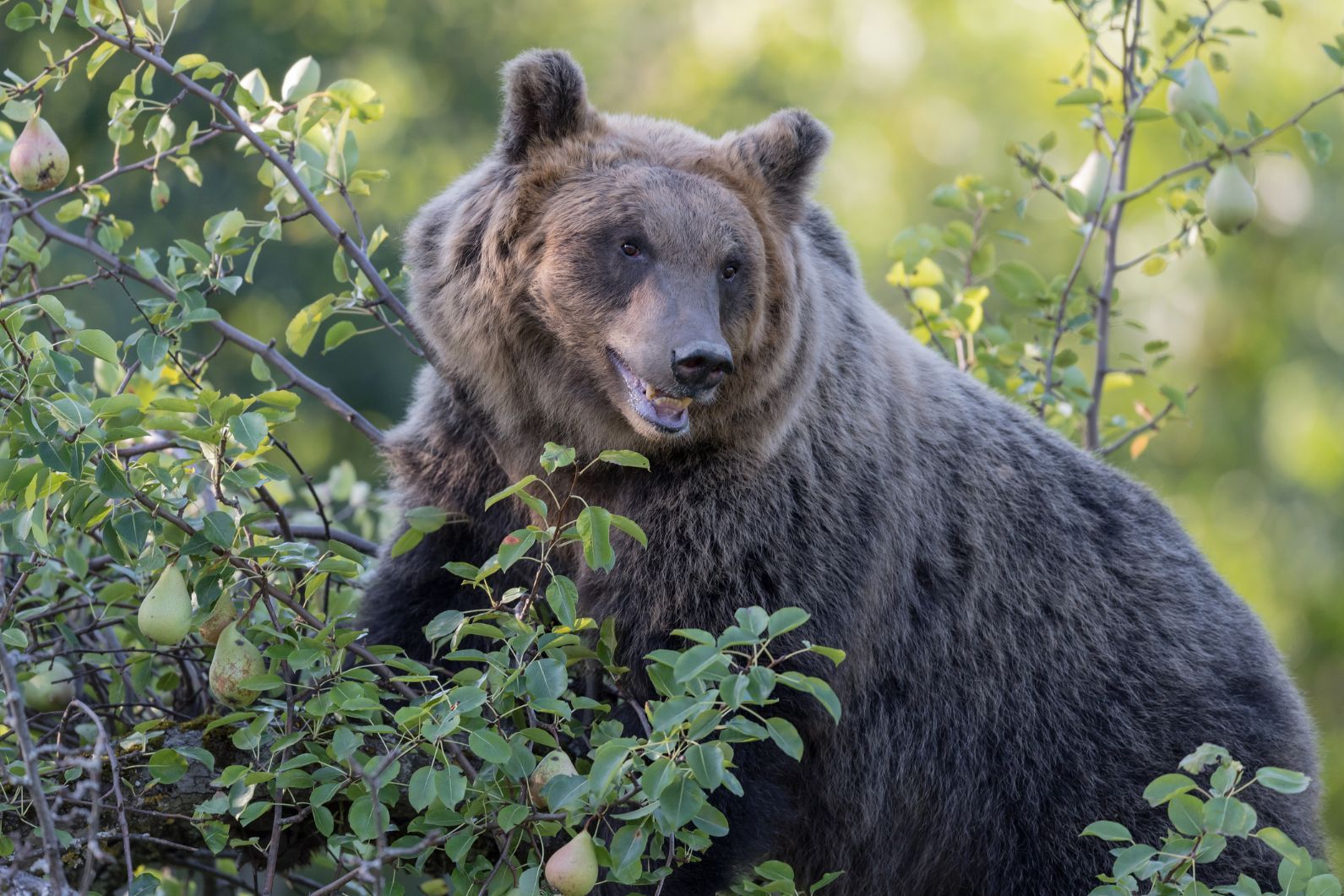 A Marsican brown bear, in the Central Apennines, about to pluck pears from a tree.