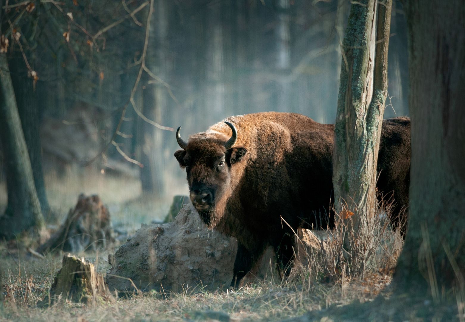 A European bison, walking through a shady forest.