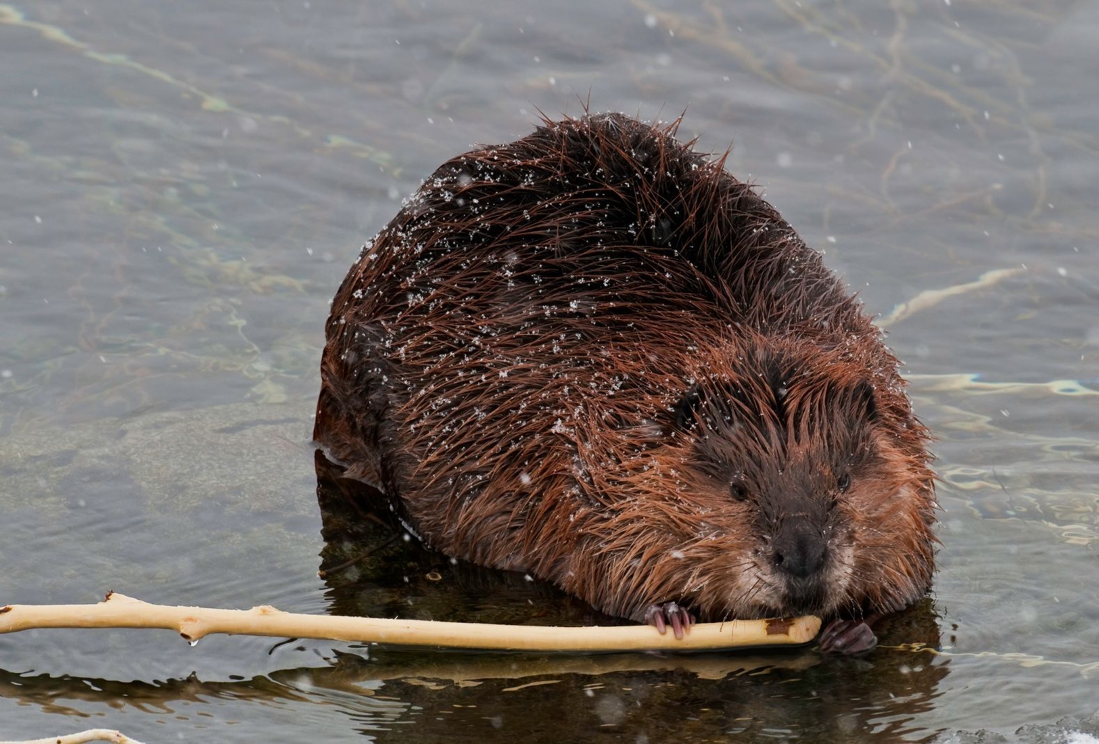 A North American beaver nibbling a branch in the river at Yellowstone National Park.