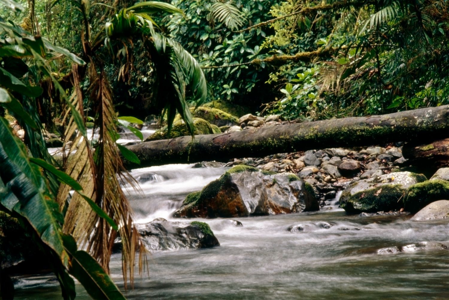 The stunning La Amistad International Park, split between Panama and Costa Rica. Photo: Getty
