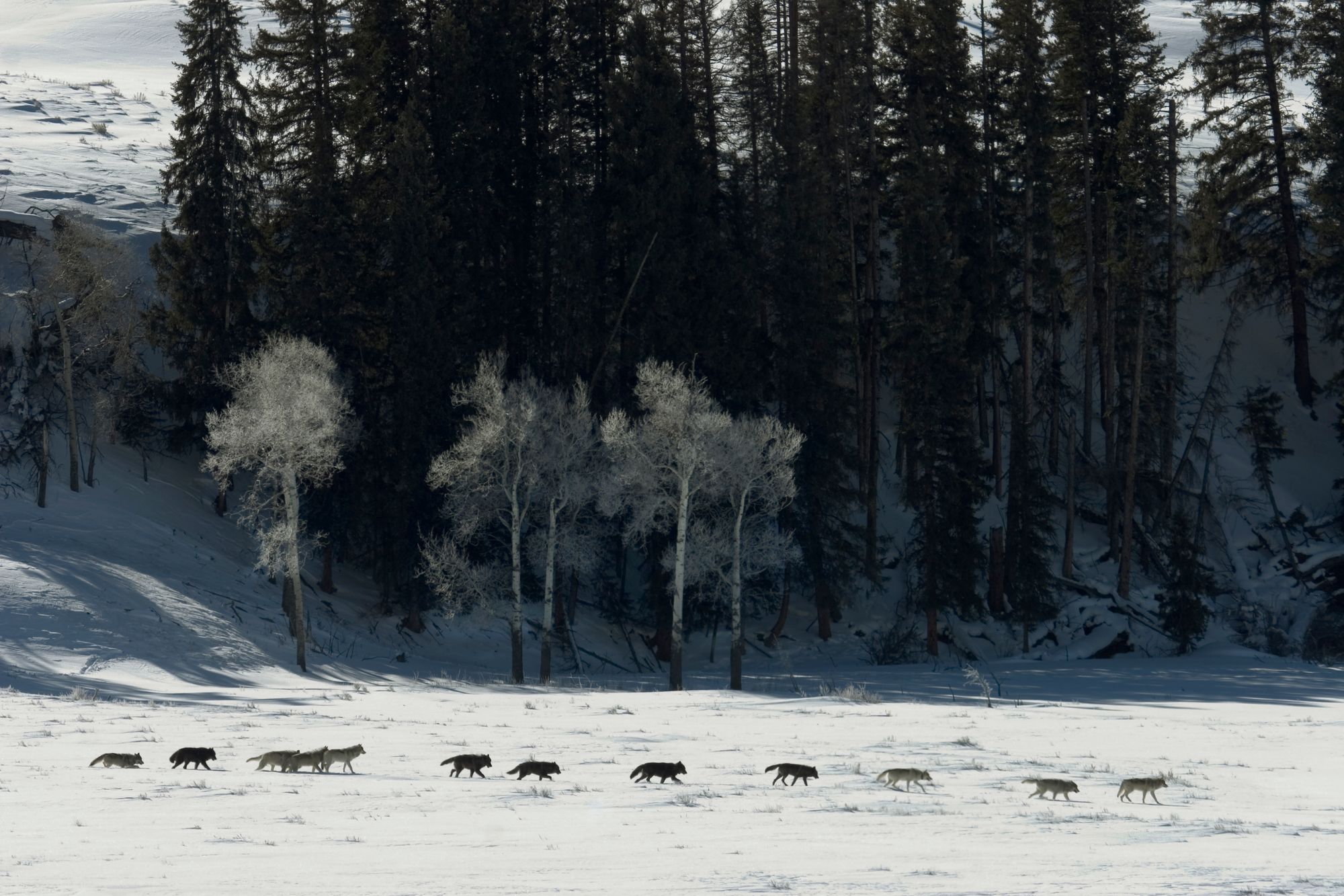 The Druid grey wolf pack trot across the snow filled Lamar Valley in Yellowstone National Park