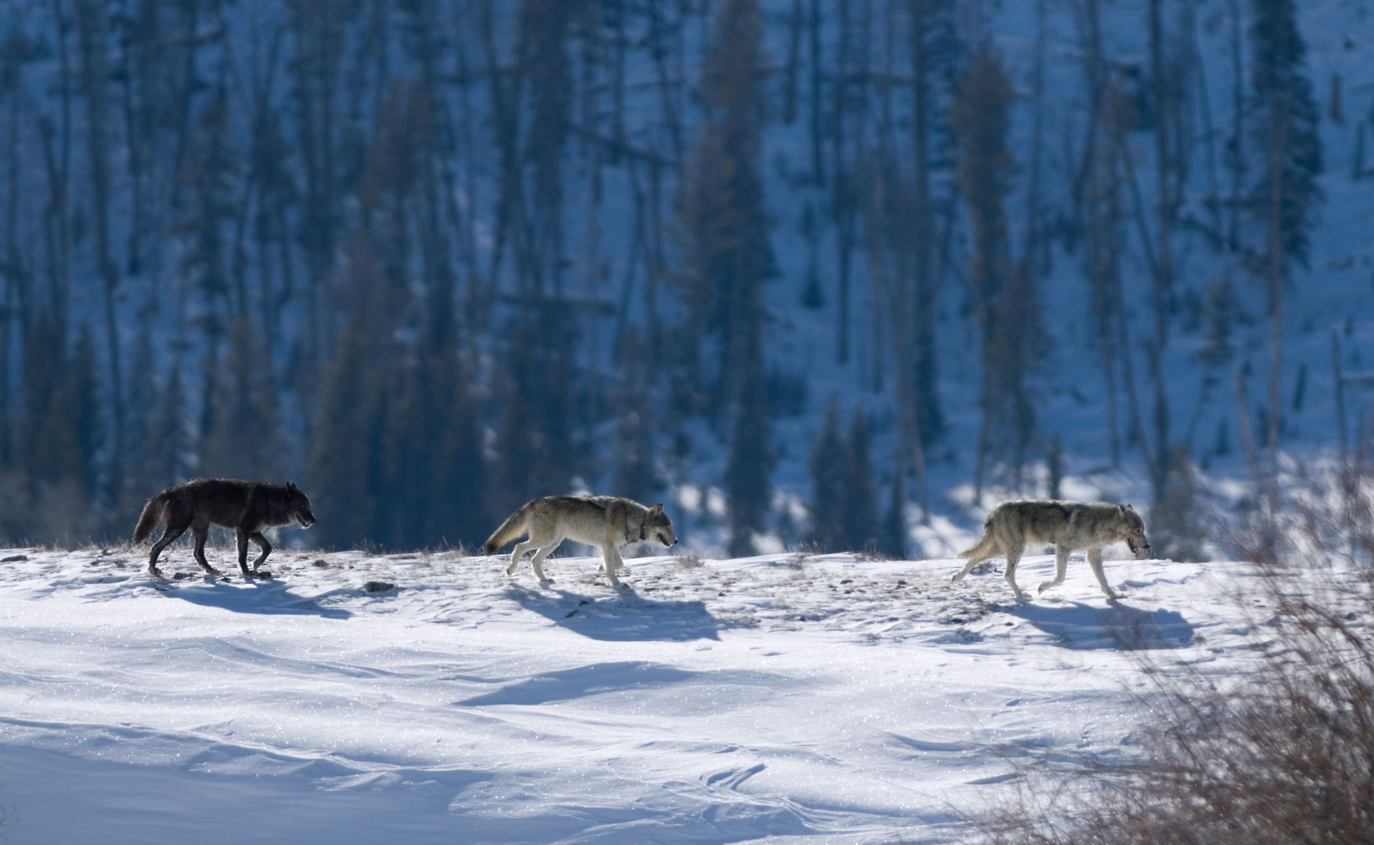 Three Druid timber wolves make their way through snow in Yellowstone National Park