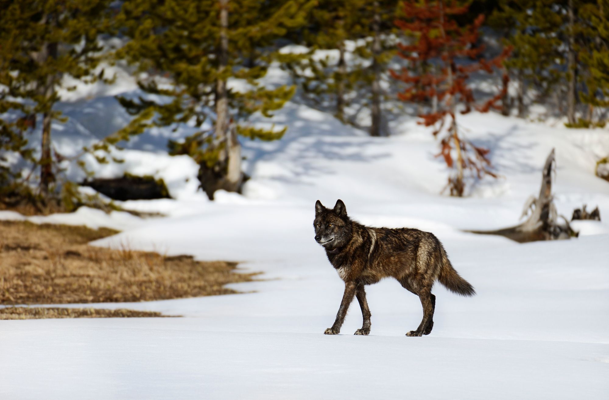 A lone wolf in the snowy landscapes of Yellowstone Park.