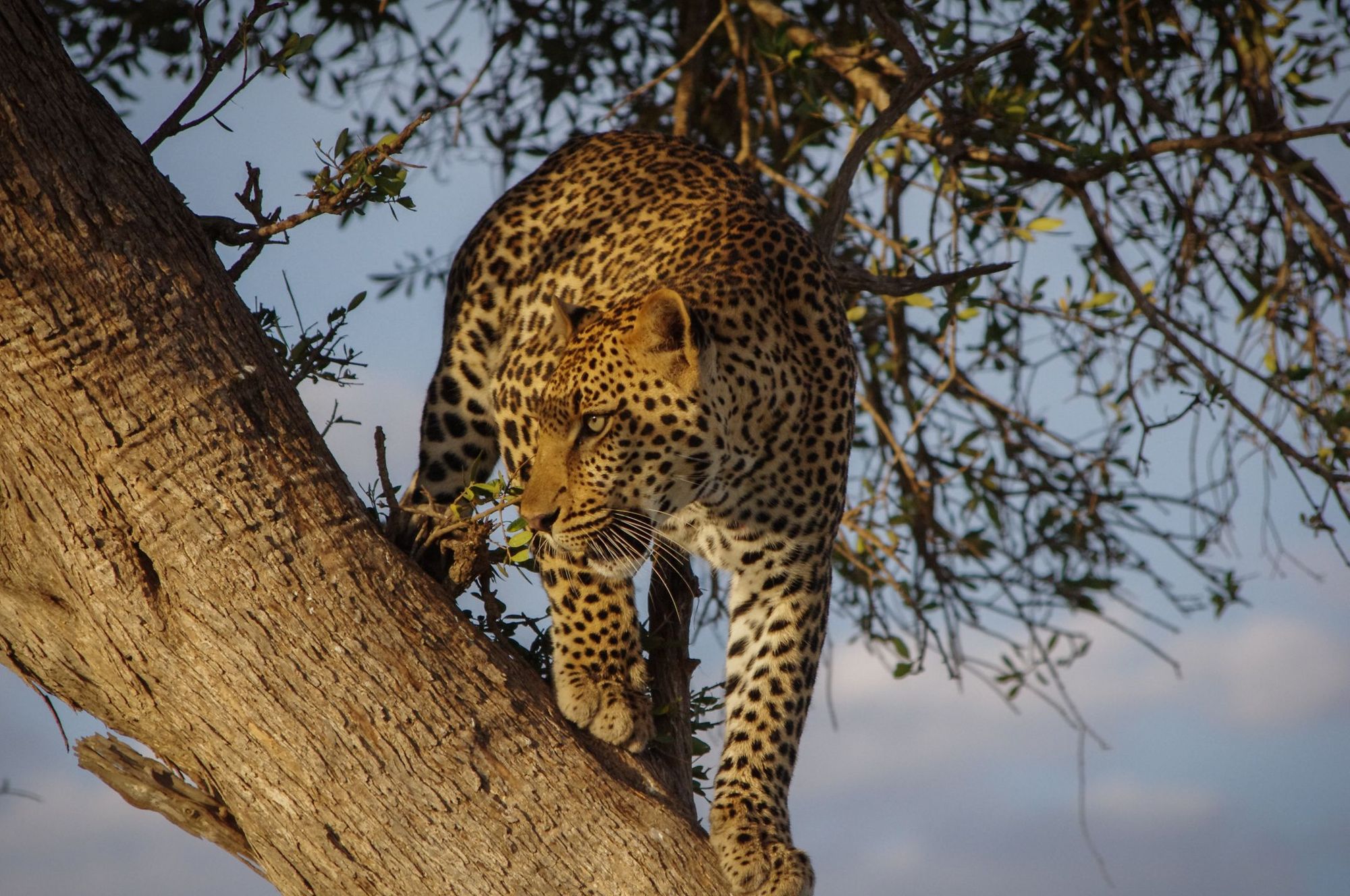A jaguar in a tree. The animals have been reintroduced into the Ibera wetlands.
