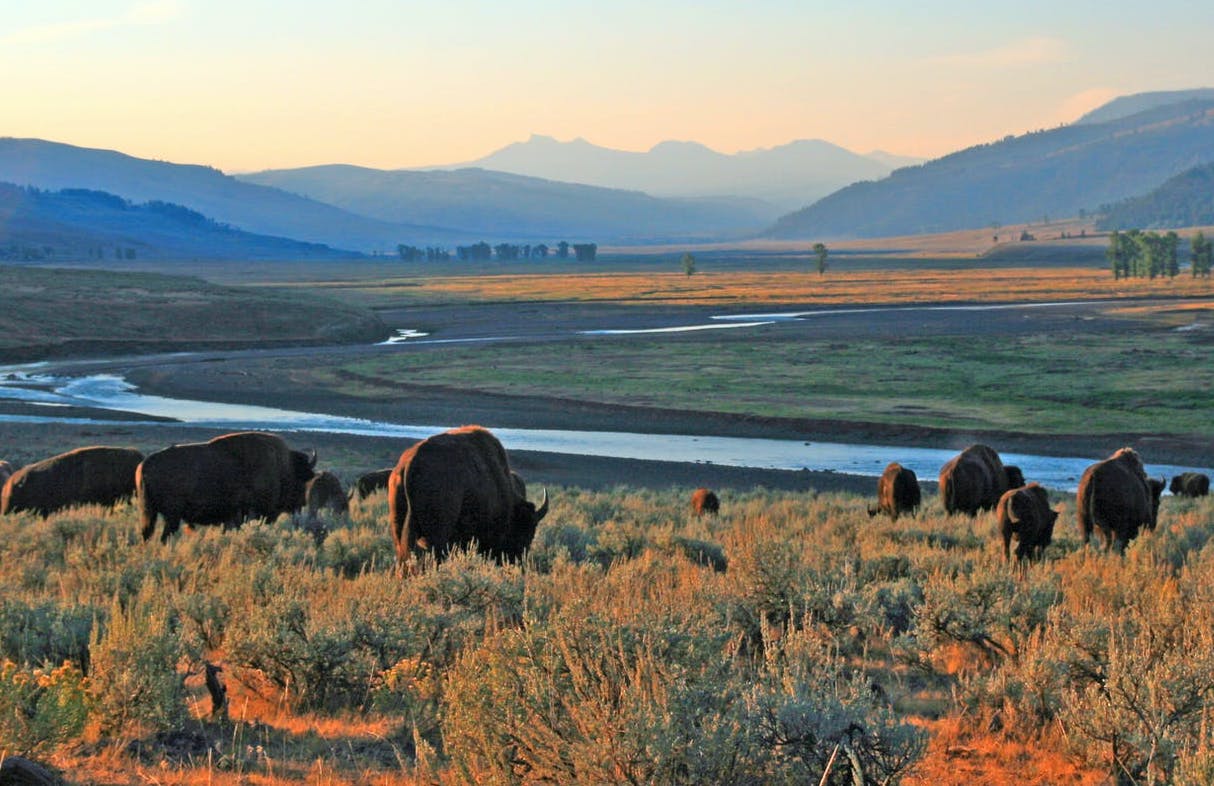 Bison graze on the Sky Rim Trail in Yellowstone National Park