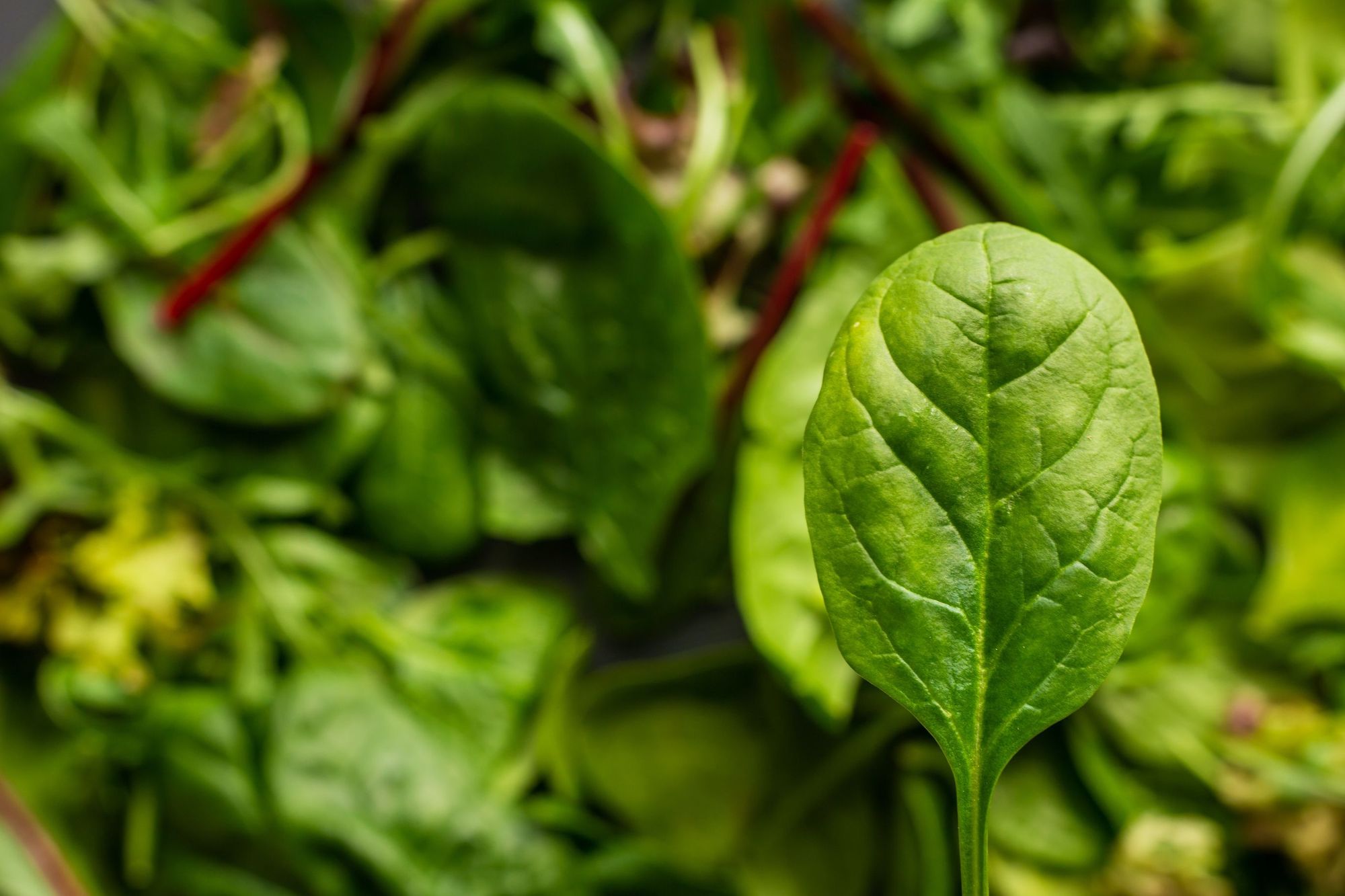 A leaf of spinach