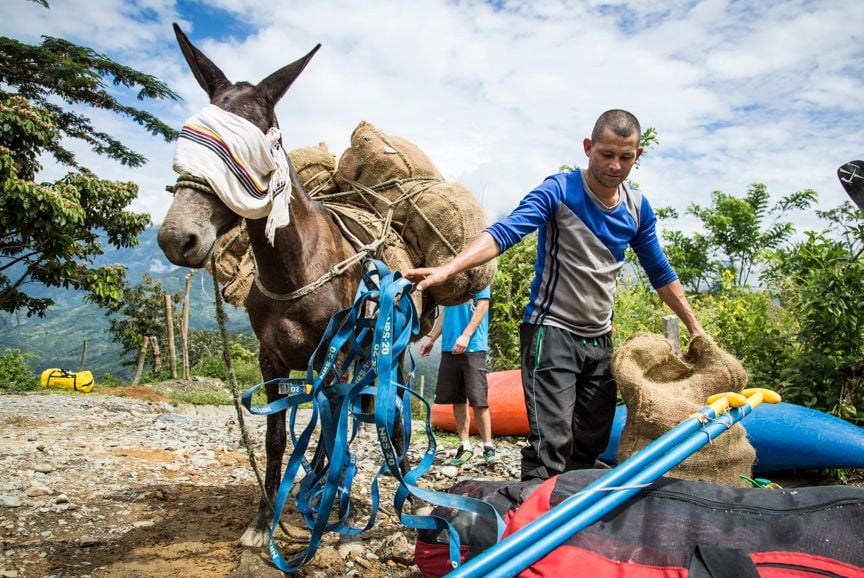 A canoe guide making preparations, a mule next to him