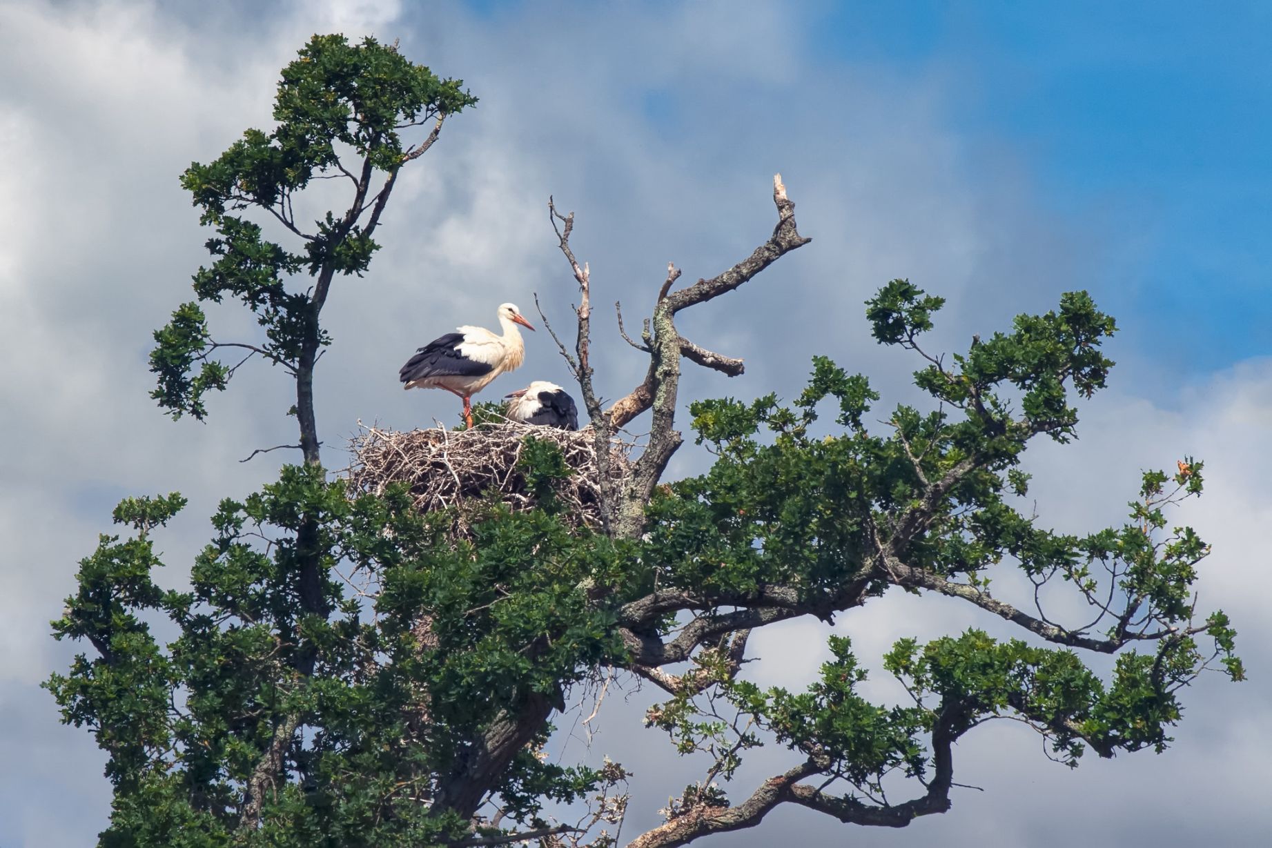 A nest of storks in a tree in Knepp, the first place in the UK that storks have nested after a 600-year absence.