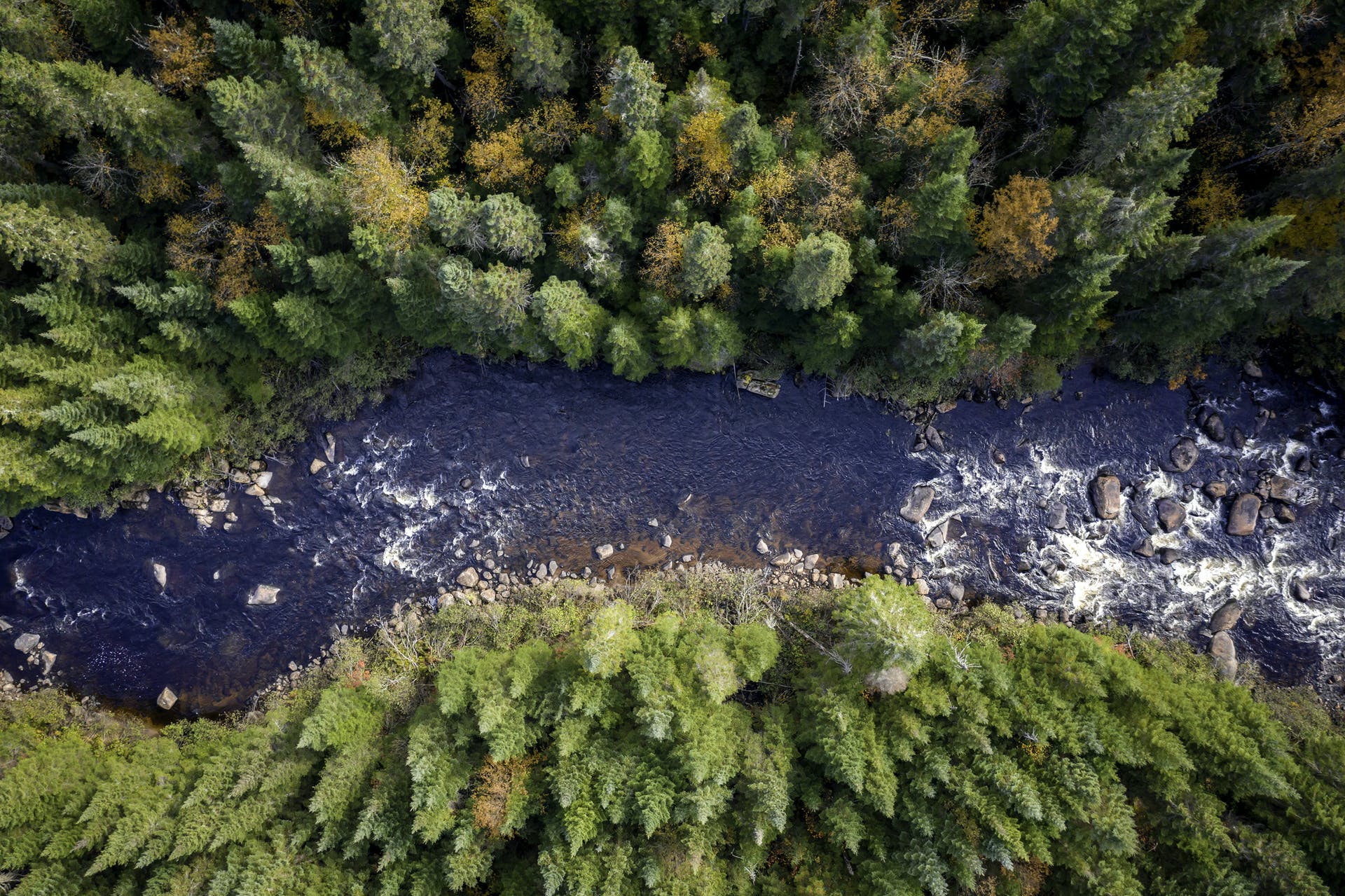 An aerial view of a river surrounded by pines in Canada.