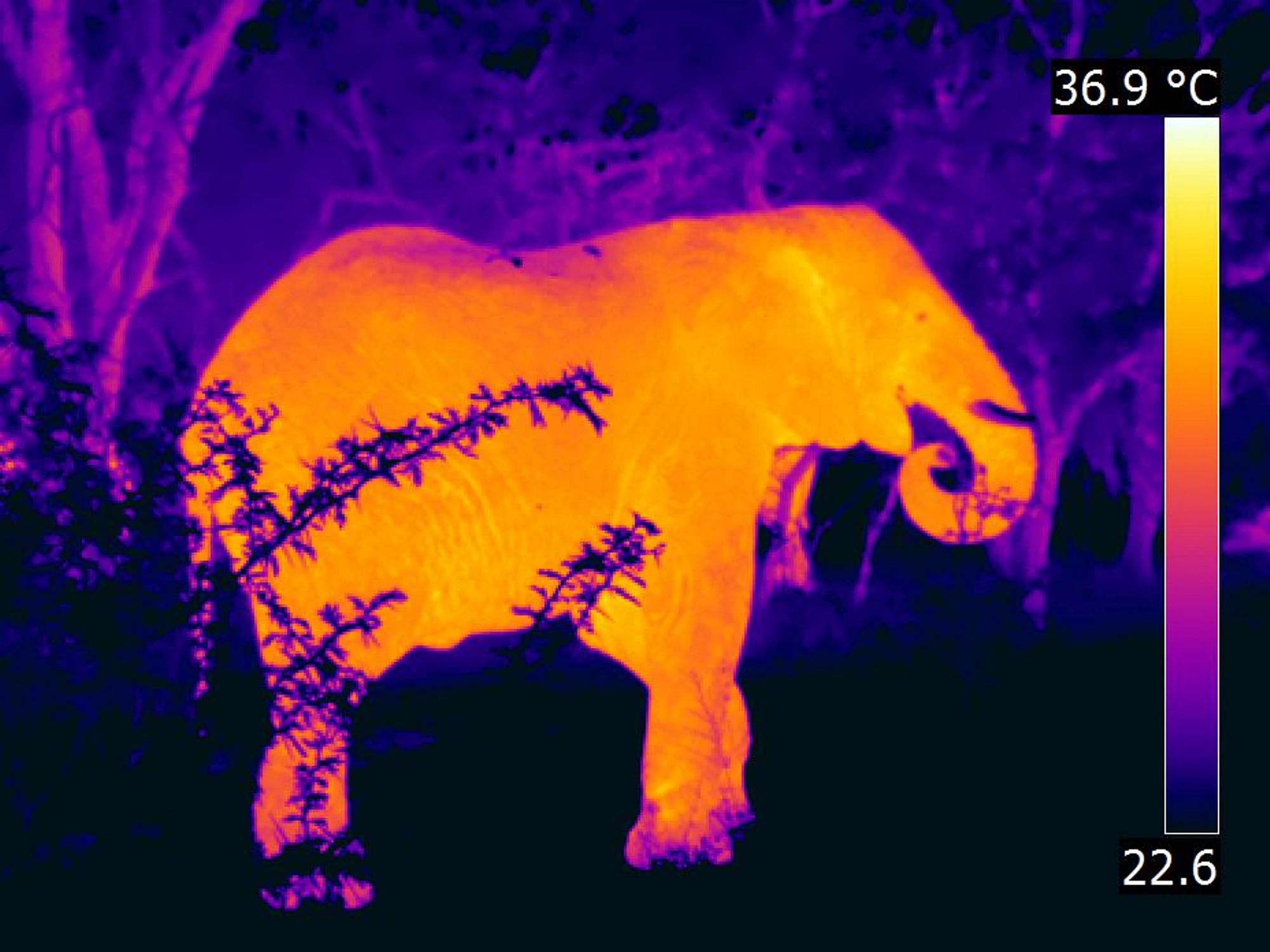 An image taken of an elephant using a thermal camera.