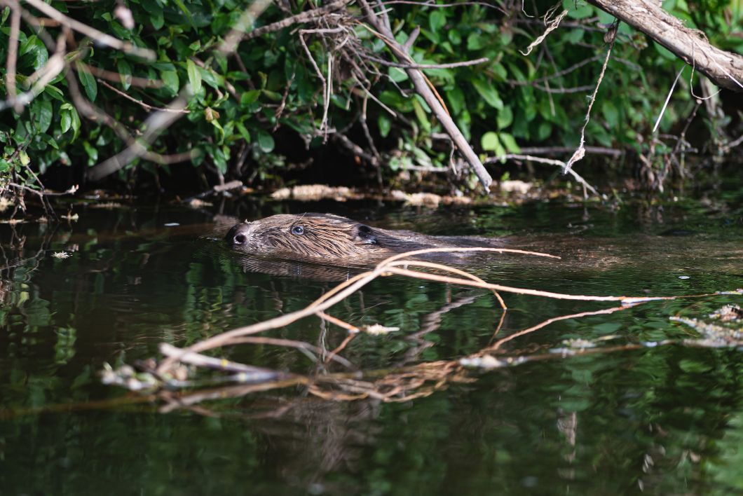 A beaver shortly after emerging from its den, looking for food on a river in Devon.