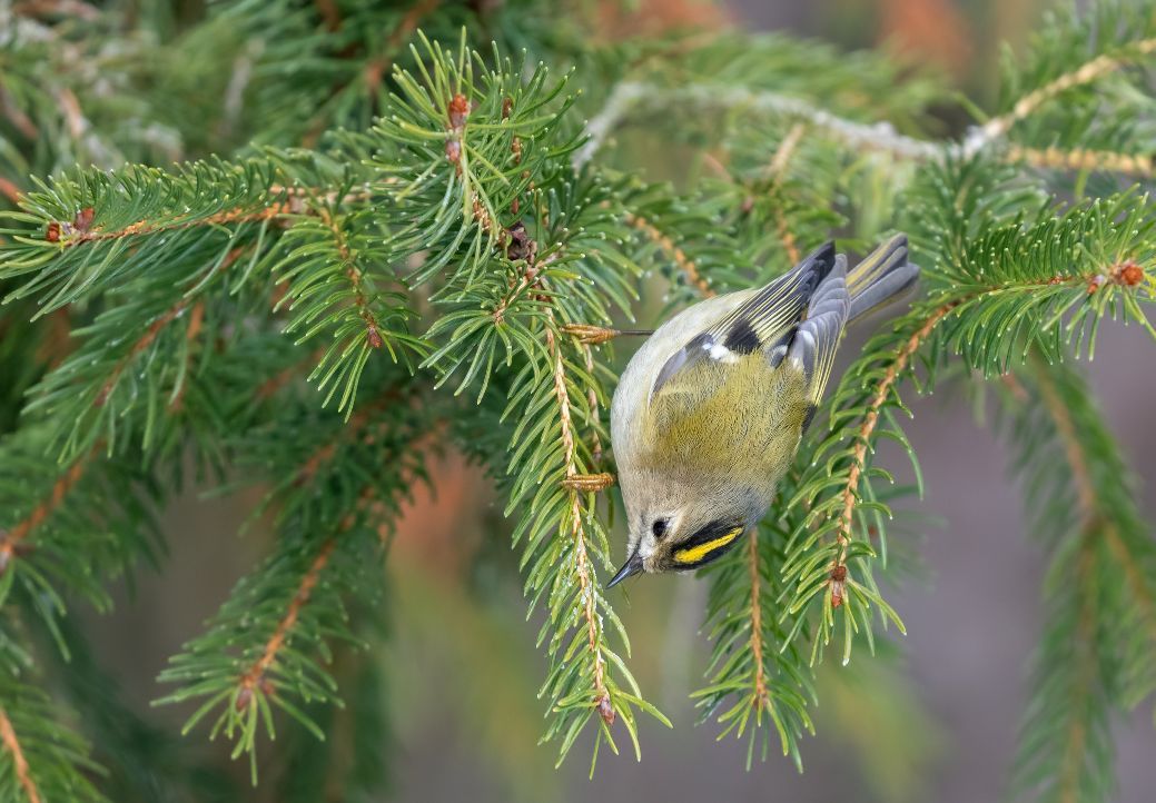 The goldcrest, hanging upside down from a pine tree in this image, is the smallest bird in the UK, and is appropriately adorable.