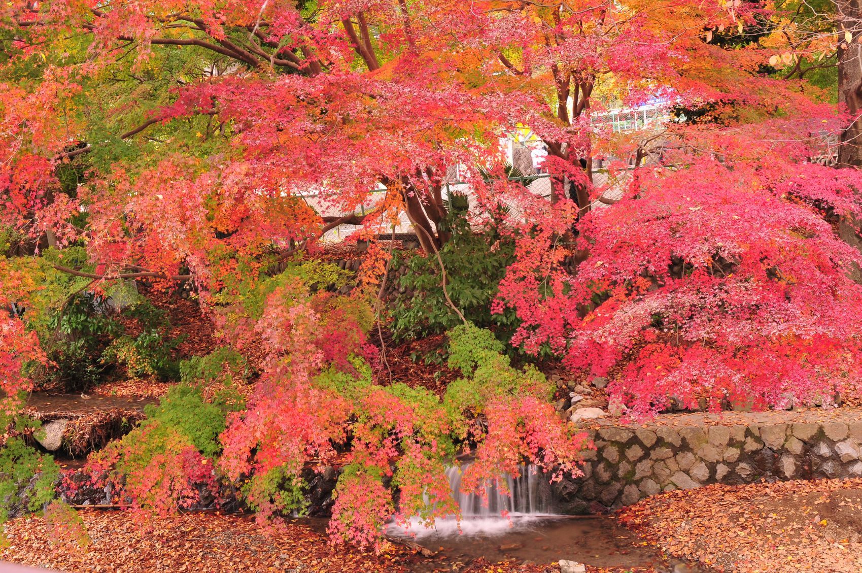 An autumnal scene at the foot of Mt Takao, on the route up to its peak.