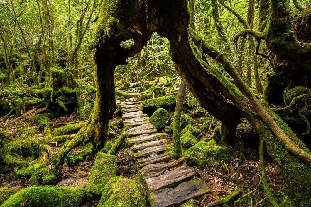 hiking in Japan: You won't find a forest more enchanting than in the depths of Yakushima.