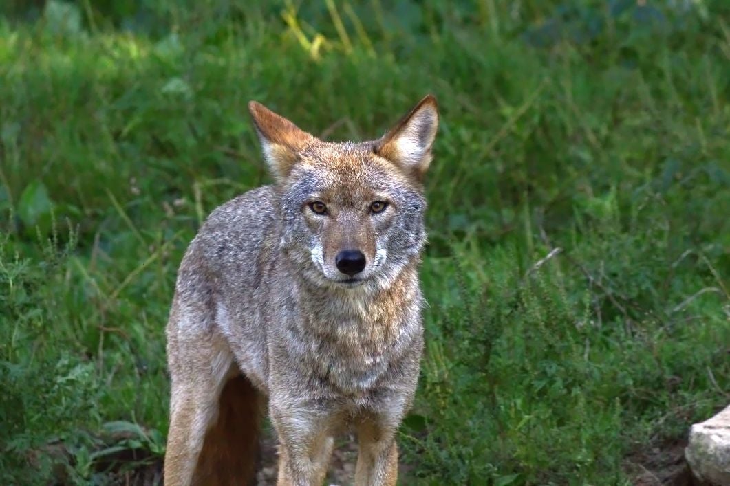 An Oregon grey wolf. Not the one in question, but this wolf looks nice too.