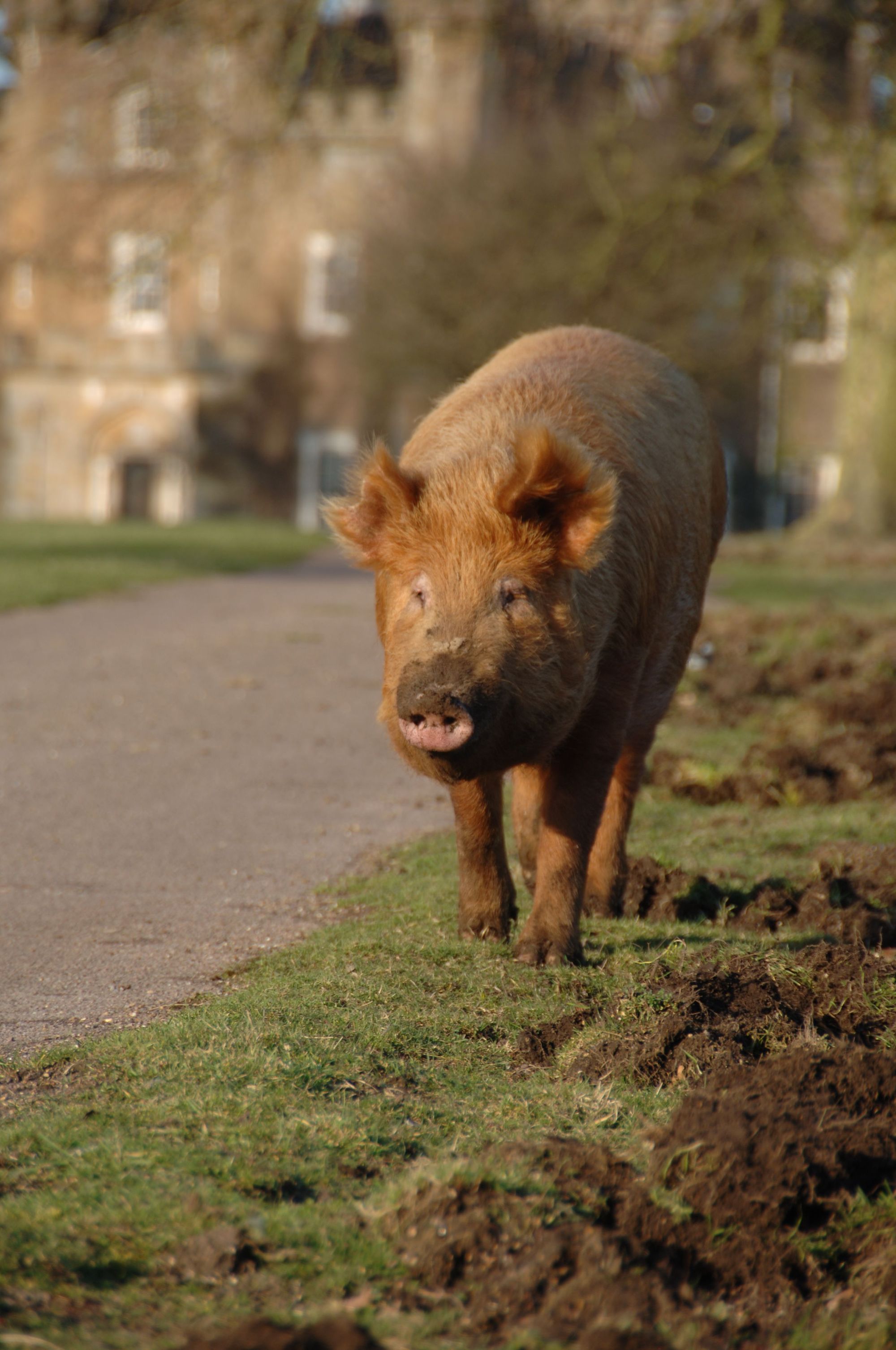 A Tamworth pig on the Knepp Estate