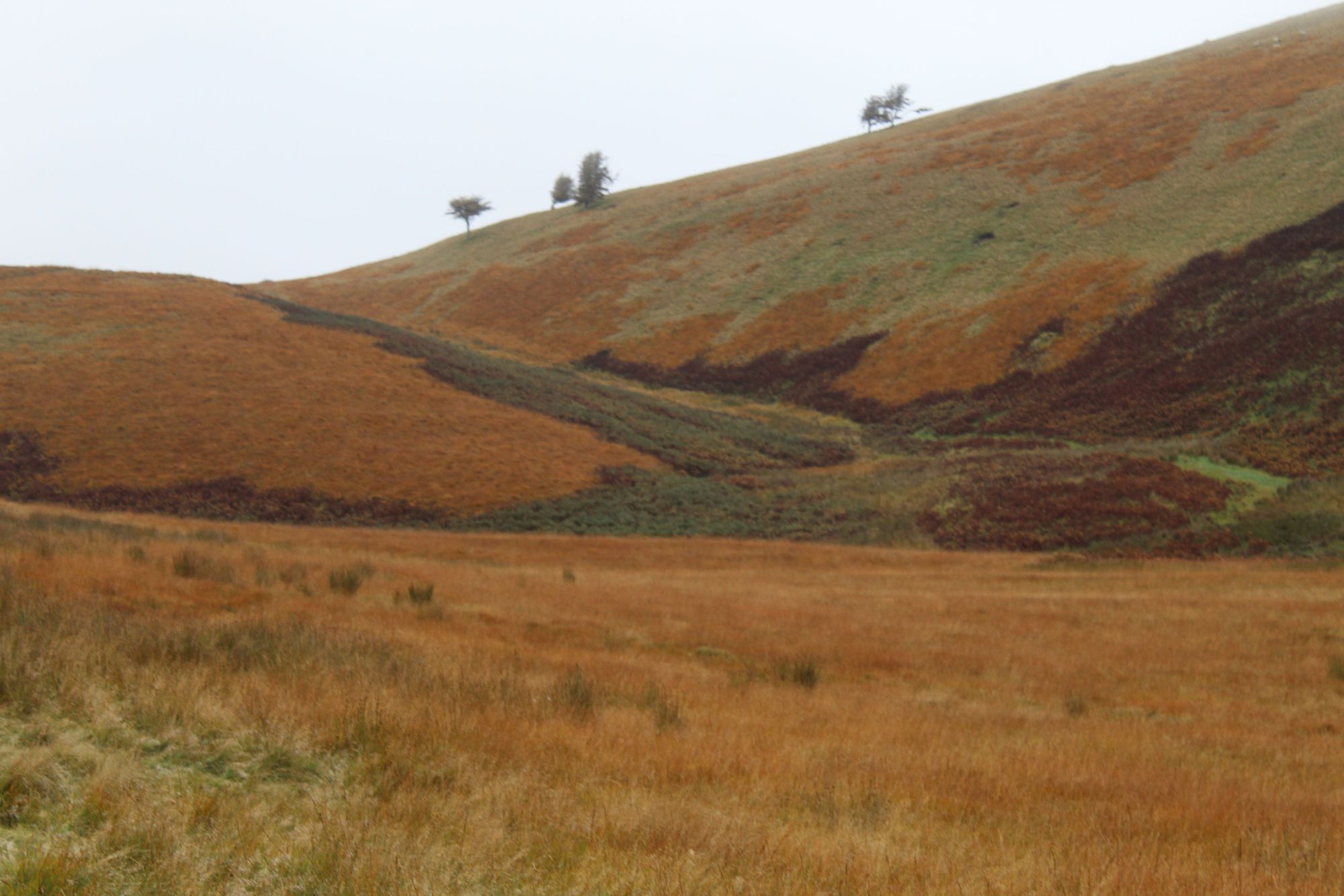 The Pentland Hills, bright orange in Autumn.