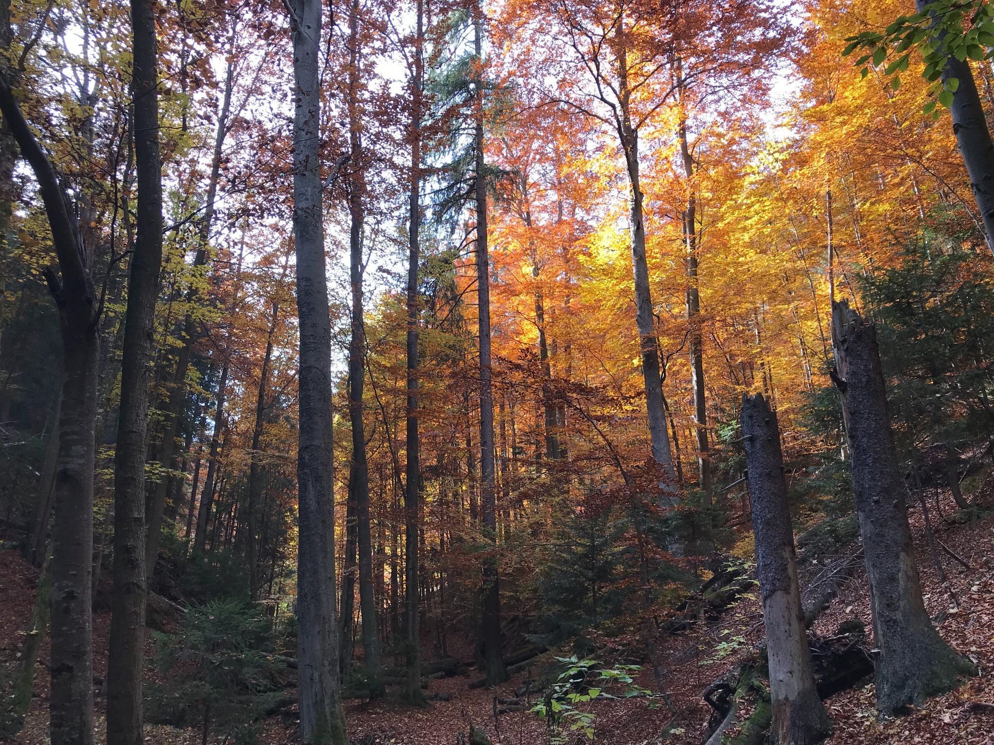 Autumnal forest in Slovakia's aptly named Paradise National Park.