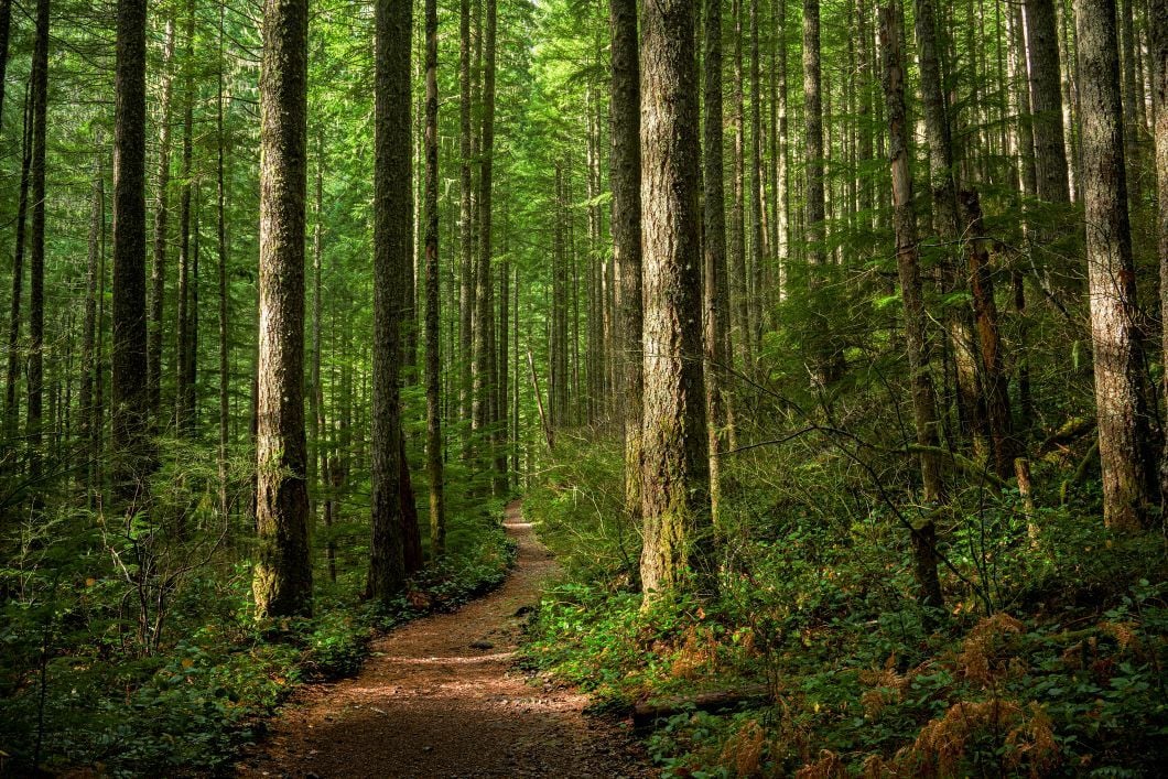 A forest in America's Pacific Northwest.