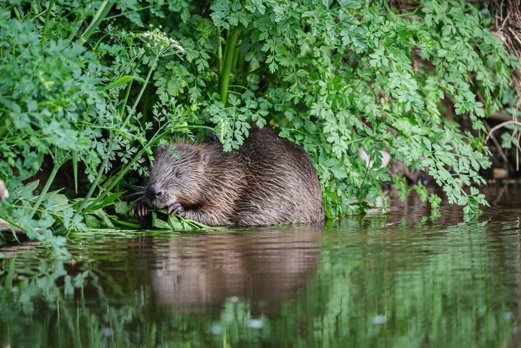 A beaver shortly after emerging from its den, looking for food on a river in Devon