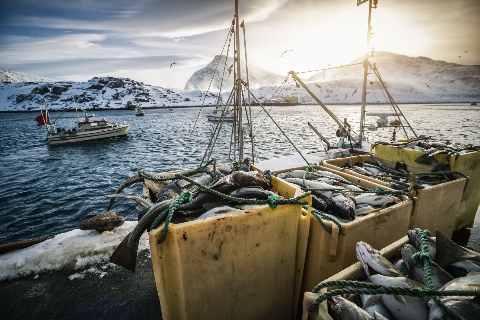 Fishing is one of the primary reasons the Lofoten Islands have been inhabited for so long
