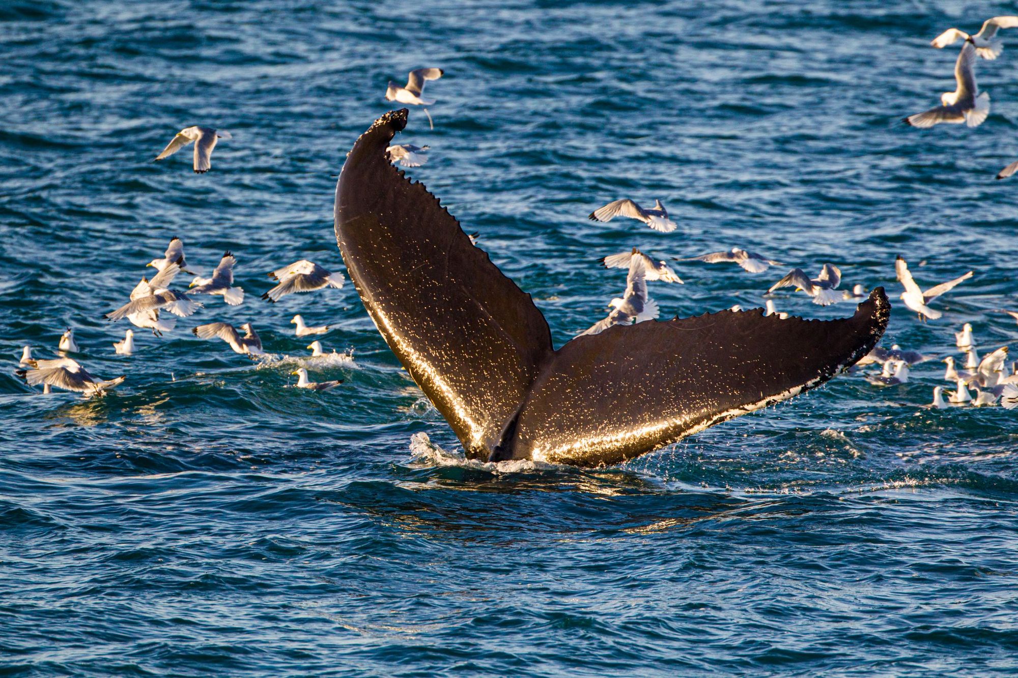 Humpback whales are just one of the remarkable animals in the waters around the Lofoten Islands