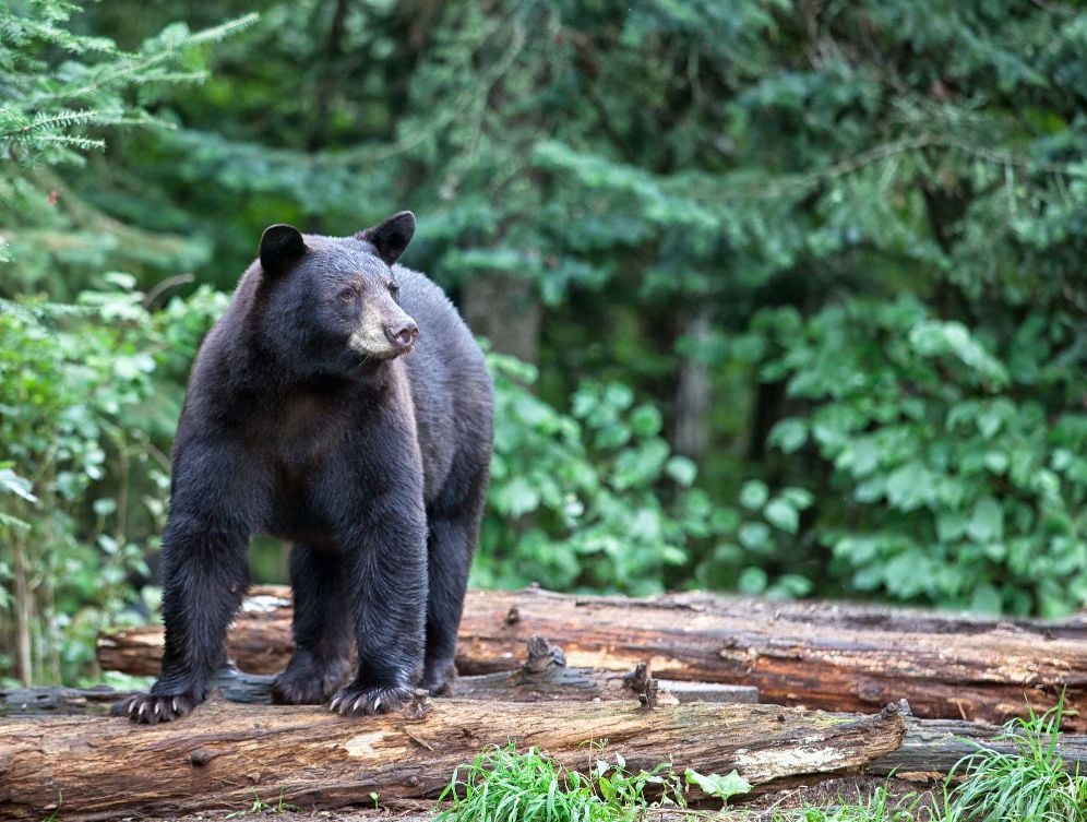 A black bear in the Adirondacks