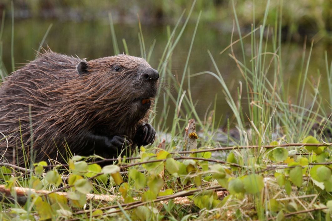 A beaver on the River Tay, UK