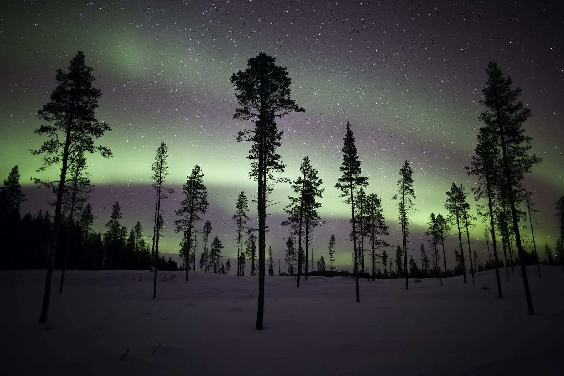 The Northern Lights in the snow, with pine trees silhouetted in the foreground.