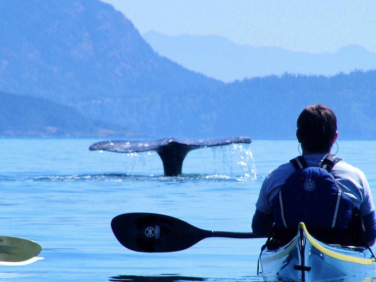 Kayak the Orca Highway in the San Juan Islands, United States