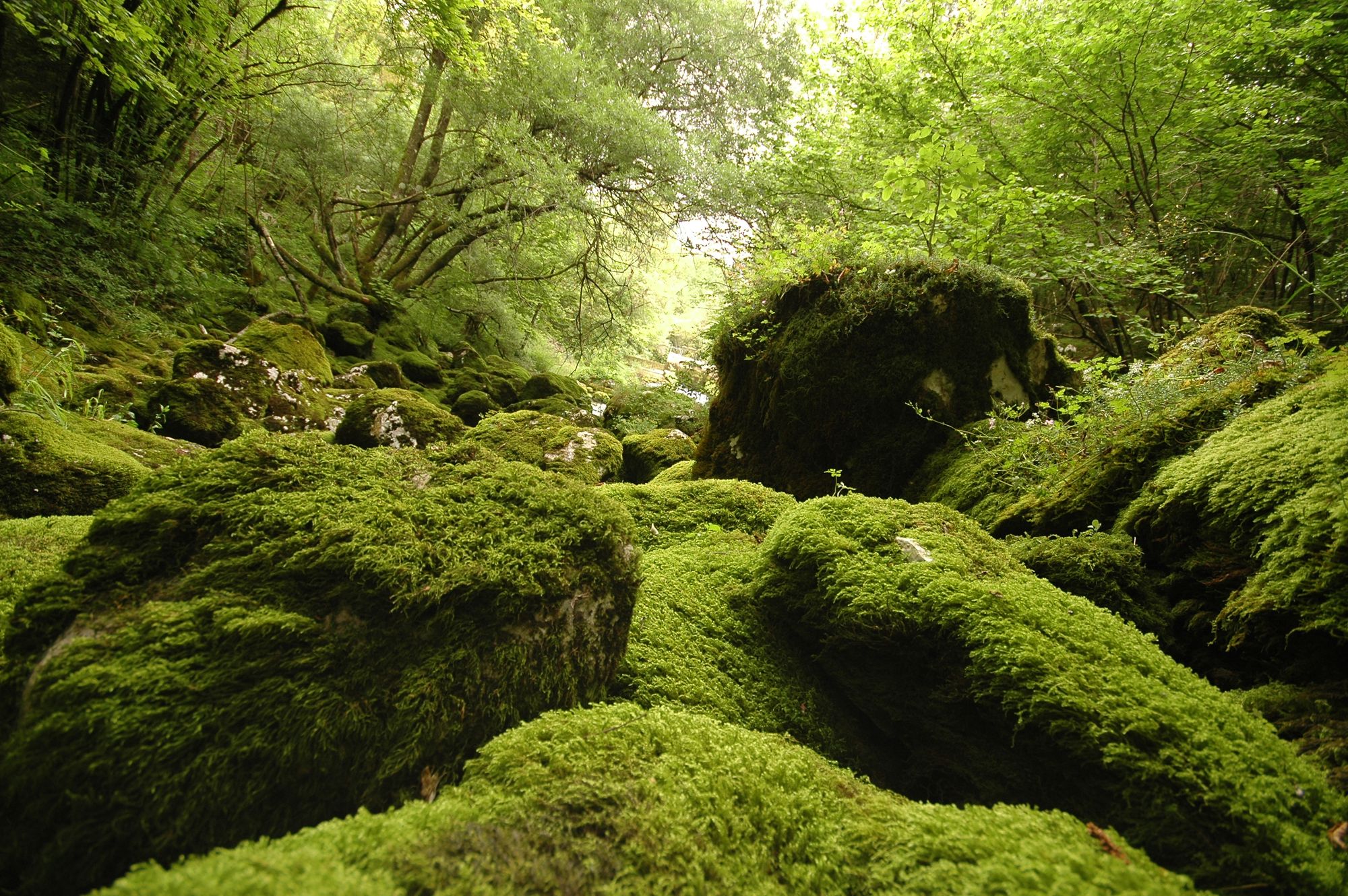 Mossy stones on the trail. Photo: Getty