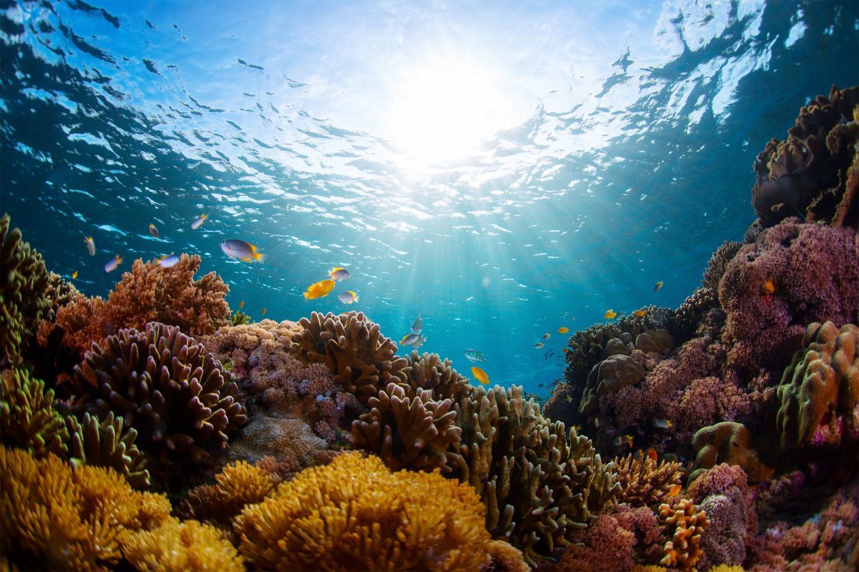 A healthy coral reef.