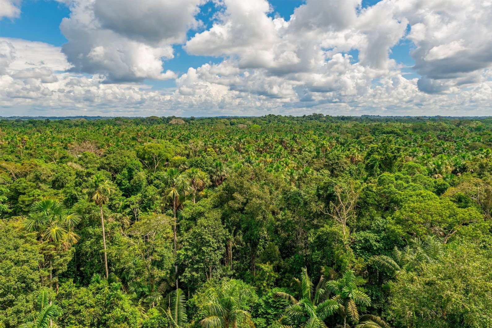 Yasuni National Park is one of the Most Biodiverse Places on the Planet